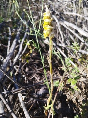 Deiregyne densiflora