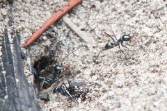 Iridomyrmex bicknelli