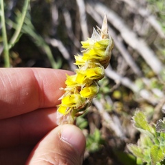 Deiregyne densiflora