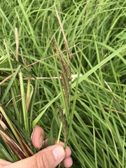 Carex recta