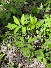 Rudbeckia laciniata