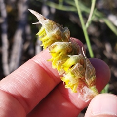 Deiregyne densiflora