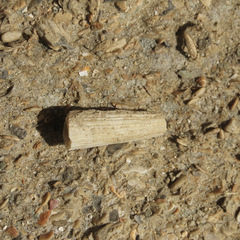 Scaphopoda