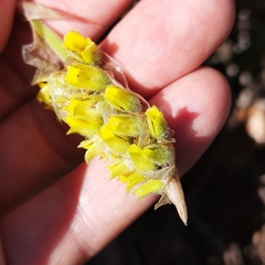 Deiregyne densiflora