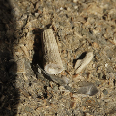 Scaphopoda
