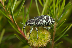 Chrysolopus spectabilis