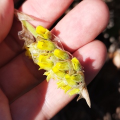 Deiregyne densiflora