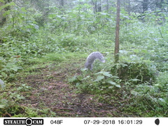 Sciurus oculatus