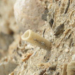 Scaphopoda