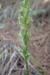 Platanthera elongata