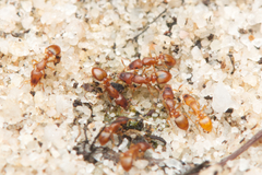 Colobostruma sisypha