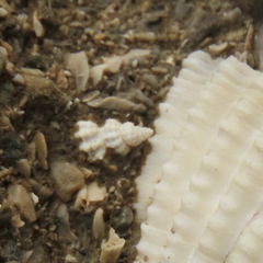 Neogastropoda