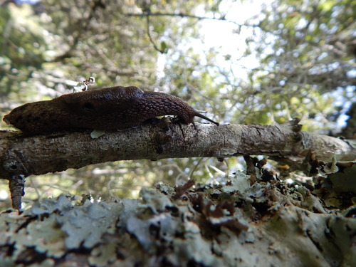 Echinix granulata