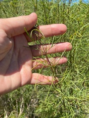 Acanthostyles buniifolius