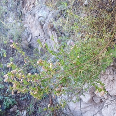 Lamourouxia dasyantha