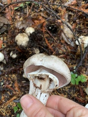 Agaricus hondensis