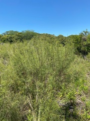 Acanthostyles buniifolius