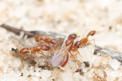 Colobostruma sisypha