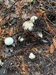 Agaricus hondensis