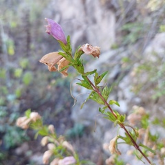 Lamourouxia dasyantha