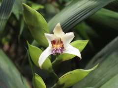 Sobralia