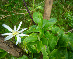Clematis aristata