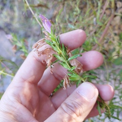 Lamourouxia dasyantha