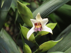 Sobralia
