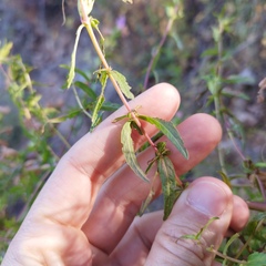 Lamourouxia dasyantha