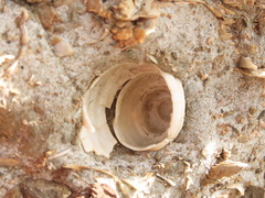 Neogastropoda