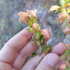 Lamourouxia dasyantha