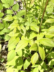 Aruncus dioicus