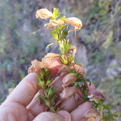 Lamourouxia dasyantha