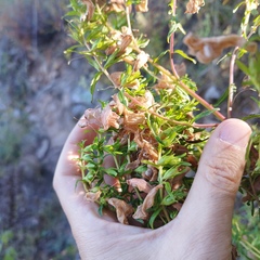 Lamourouxia dasyantha