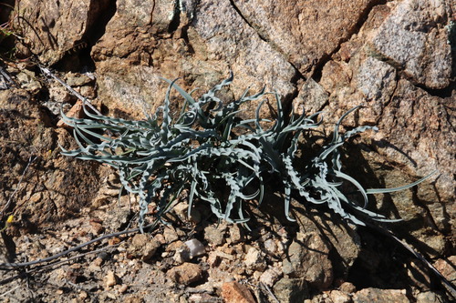 Ornithoglossum zeyheri (Ornithoglossum zeyheri)