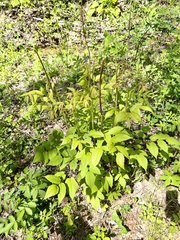 Aruncus dioicus