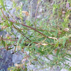 Lamourouxia dasyantha