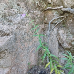 Penstemon campanulatus