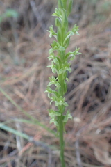 Platanthera elongata