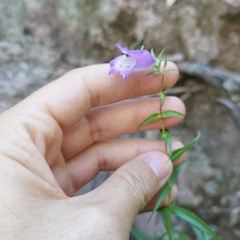 Penstemon campanulatus