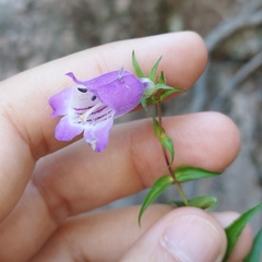 Penstemon campanulatus