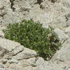 Petalonyx linearis
