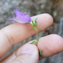 Penstemon campanulatus