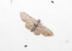 Sigilliclystis insigillata