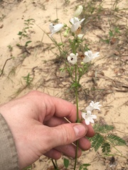 Penstemon