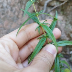 Penstemon campanulatus
