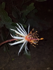 Epiphyllum phyllanthus