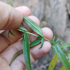 Penstemon campanulatus