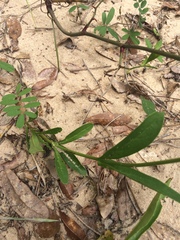 Penstemon