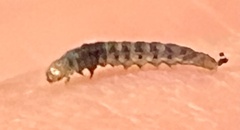 Lineodes integra
